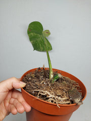 Monstera Aurea Stecklinge