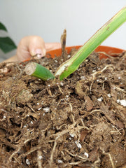 Monstera Aurea Stecklinge