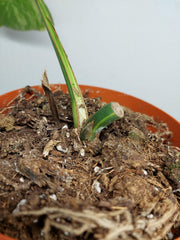 Monstera Aurea Stecklinge