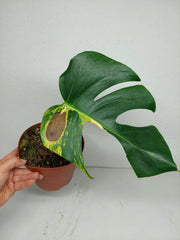 Monstera Aurea Stecklinge