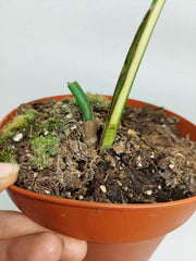 Monstera Aurea Stecklinge