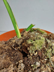 Monstera Aurea Stecklinge