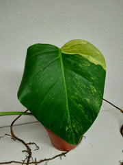 Monstera Aurea Stecklinge