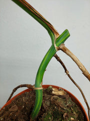 Monstera Aurea Stecklinge