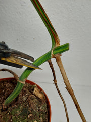 Monstera Aurea Stecklinge