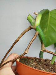 Monstera Aurea Stecklinge