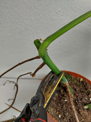 Monstera Aurea Stecklinge