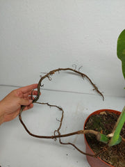 Monstera Aurea Stecklinge