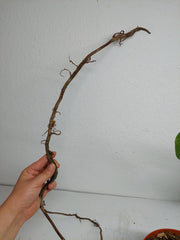 Monstera Aurea Stecklinge