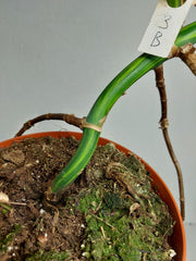 Monstera Aurea Stecklinge