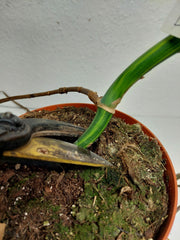 Monstera Aurea Stecklinge