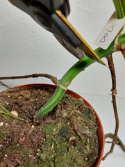 Monstera Aurea Stecklinge
