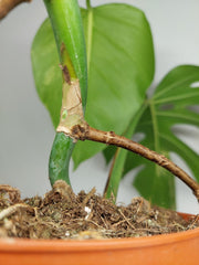 Monstera Aurea Stecklinge