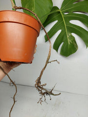 Monstera Aurea Stecklinge