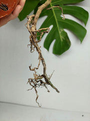 Monstera Aurea Stecklinge