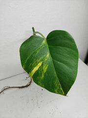 Monstera Aurea Stecklinge