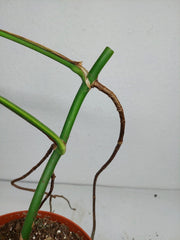 Monstera Aurea Stecklinge