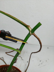 Monstera Aurea Stecklinge