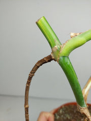 Monstera Aurea Stecklinge