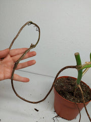 Monstera Aurea Stecklinge