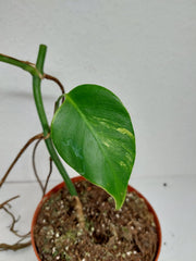 Monstera Aurea Stecklinge