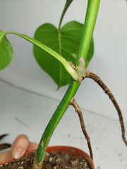 Monstera Aurea Stecklinge