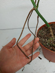 Monstera Aurea Stecklinge