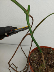 Monstera Aurea Stecklinge