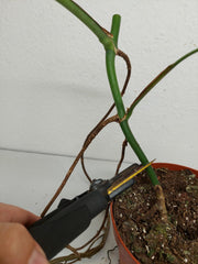 Monstera Aurea Stecklinge