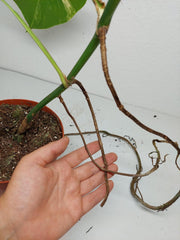 Monstera Aurea Stecklinge