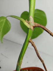 Monstera Aurea Stecklinge