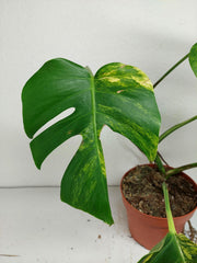 Monstera Aurea Stecklinge