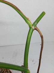 Monstera Aurea Stecklinge