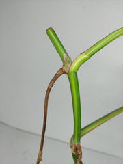 Monstera Aurea Stecklinge