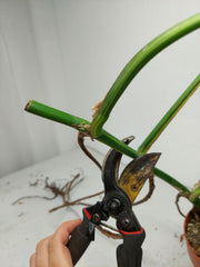 Monstera Aurea Stecklinge