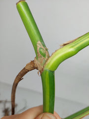 Monstera Aurea Stecklinge