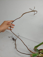 Monstera Aurea Stecklinge