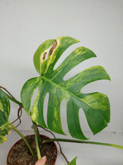 Monstera Aurea Stecklinge