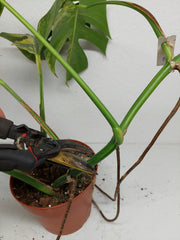 Monstera Aurea Stecklinge