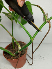 Monstera Aurea Stecklinge