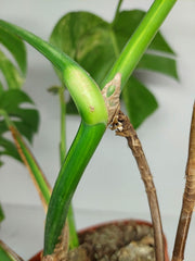 Monstera Aurea Stecklinge