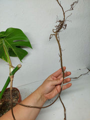 Monstera Aurea Stecklinge