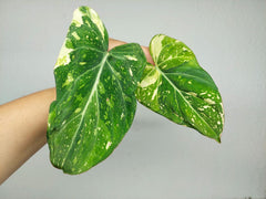 Philodendron Gloriosum Tricolor Steckling