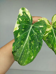 Philodendron Gloriosum Tricolor Steckling
