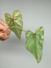 Philodendron Gloriosum Tricolor Steckling