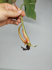 Philodendron Gloriosum Tricolor Steckling