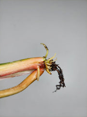 Philodendron Gloriosum Tricolor Steckling