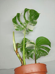 Sad Plants