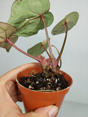 Sad Plants