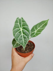 Sad Plants